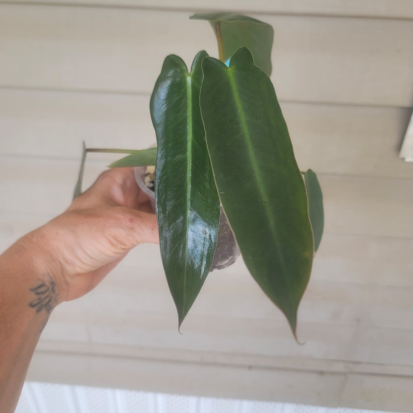 Philodendron Spiritus Sancti