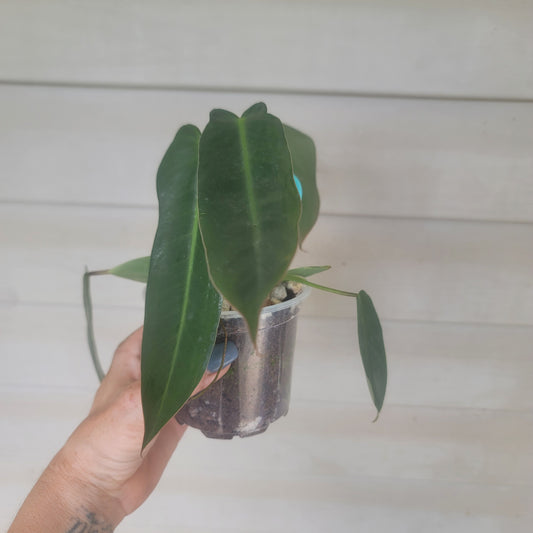 Philodendron Spiritus Sancti