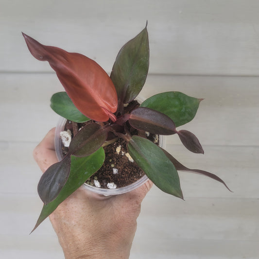 Philodendron Sun Red