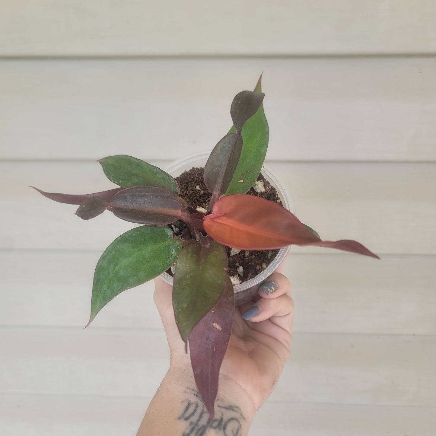 Philodendron Sun Red