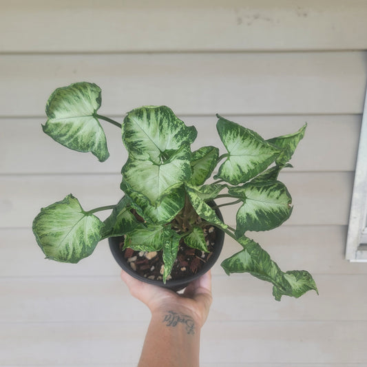 Syngonium Godzilla