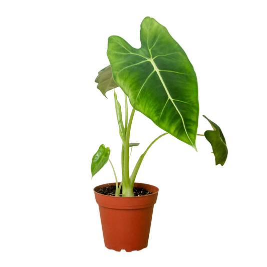 Alocasia - 'Frydek'