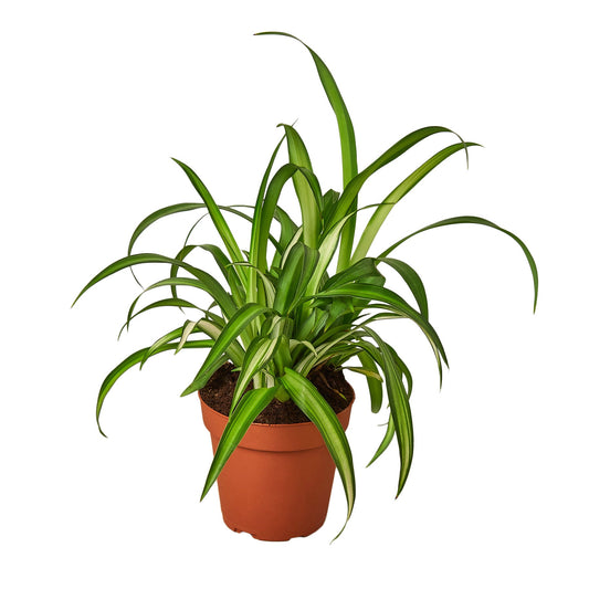 Spider Plant - Hawaiian