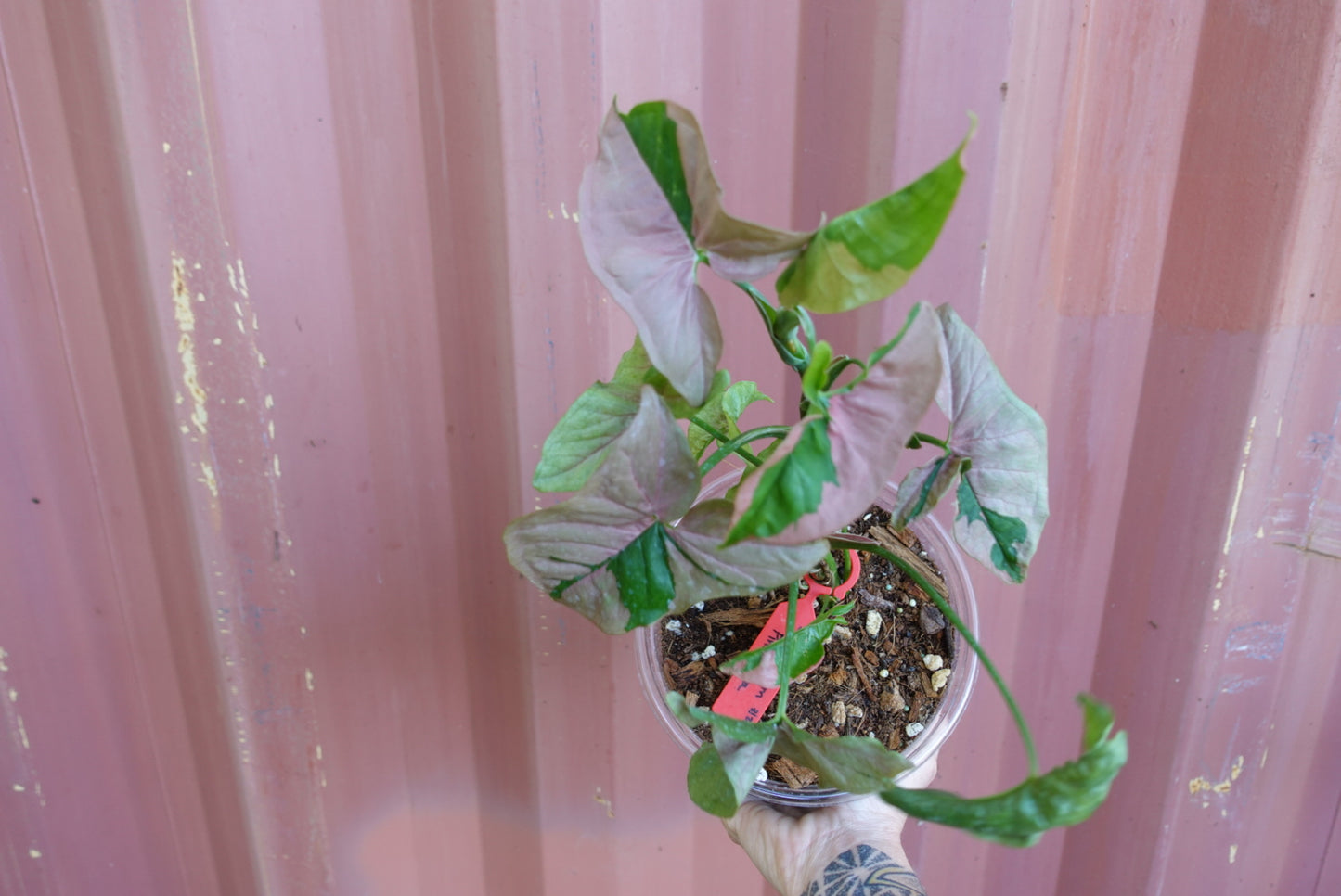 Syngonium Pink Lava