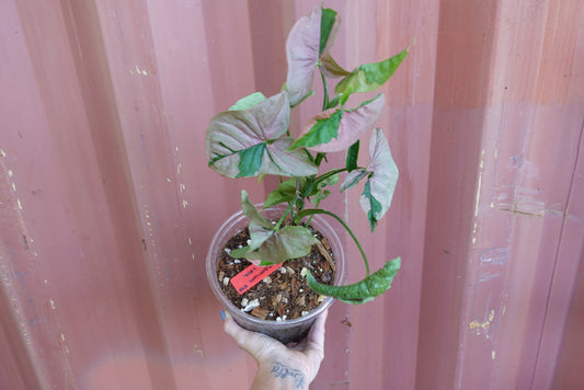 Syngonium Pink Lava