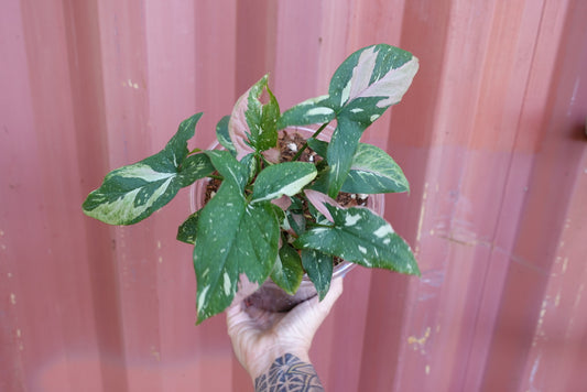 Syngonium Tri Color