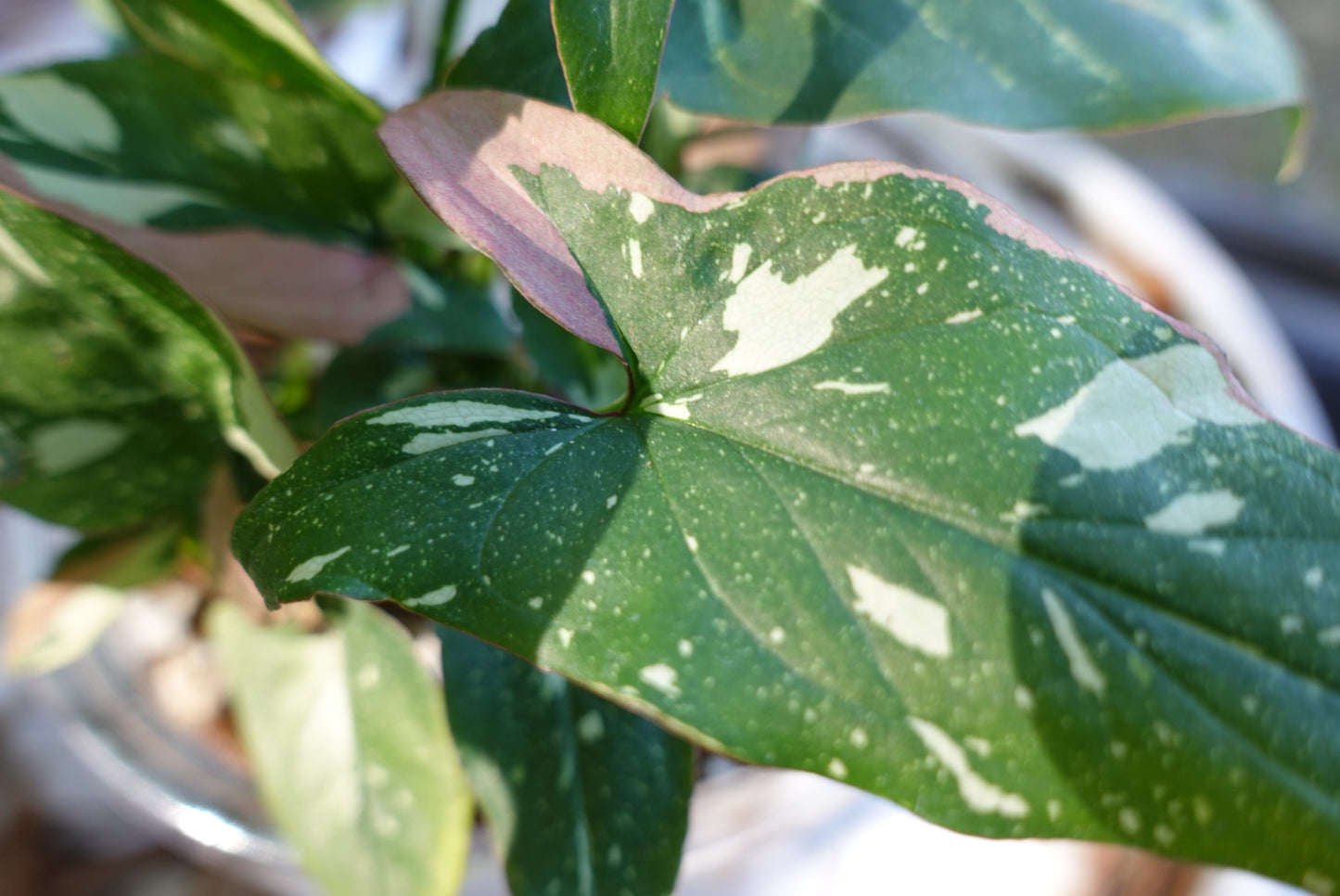 Syngonium Tri Color