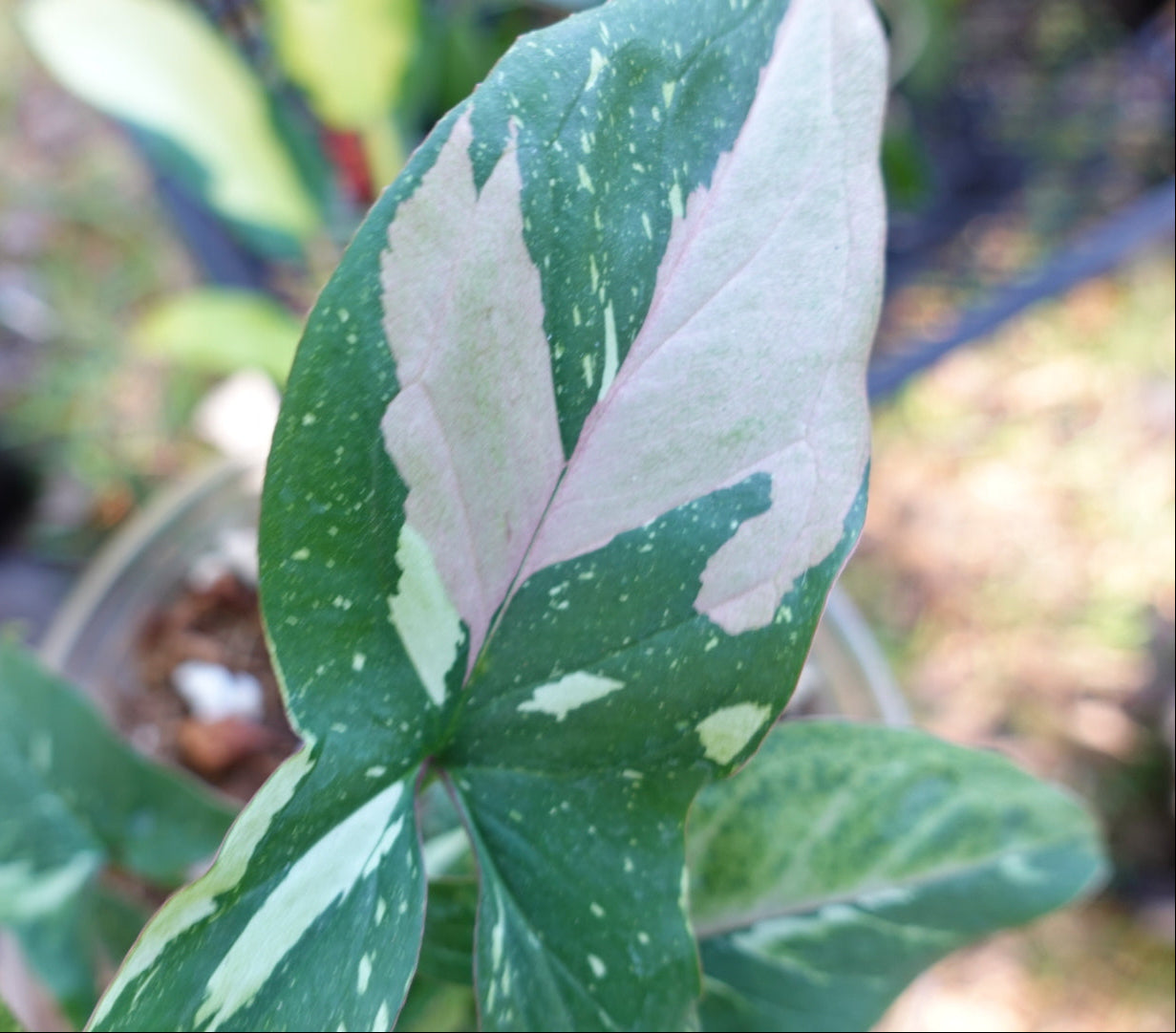 Syngonium Tri Color