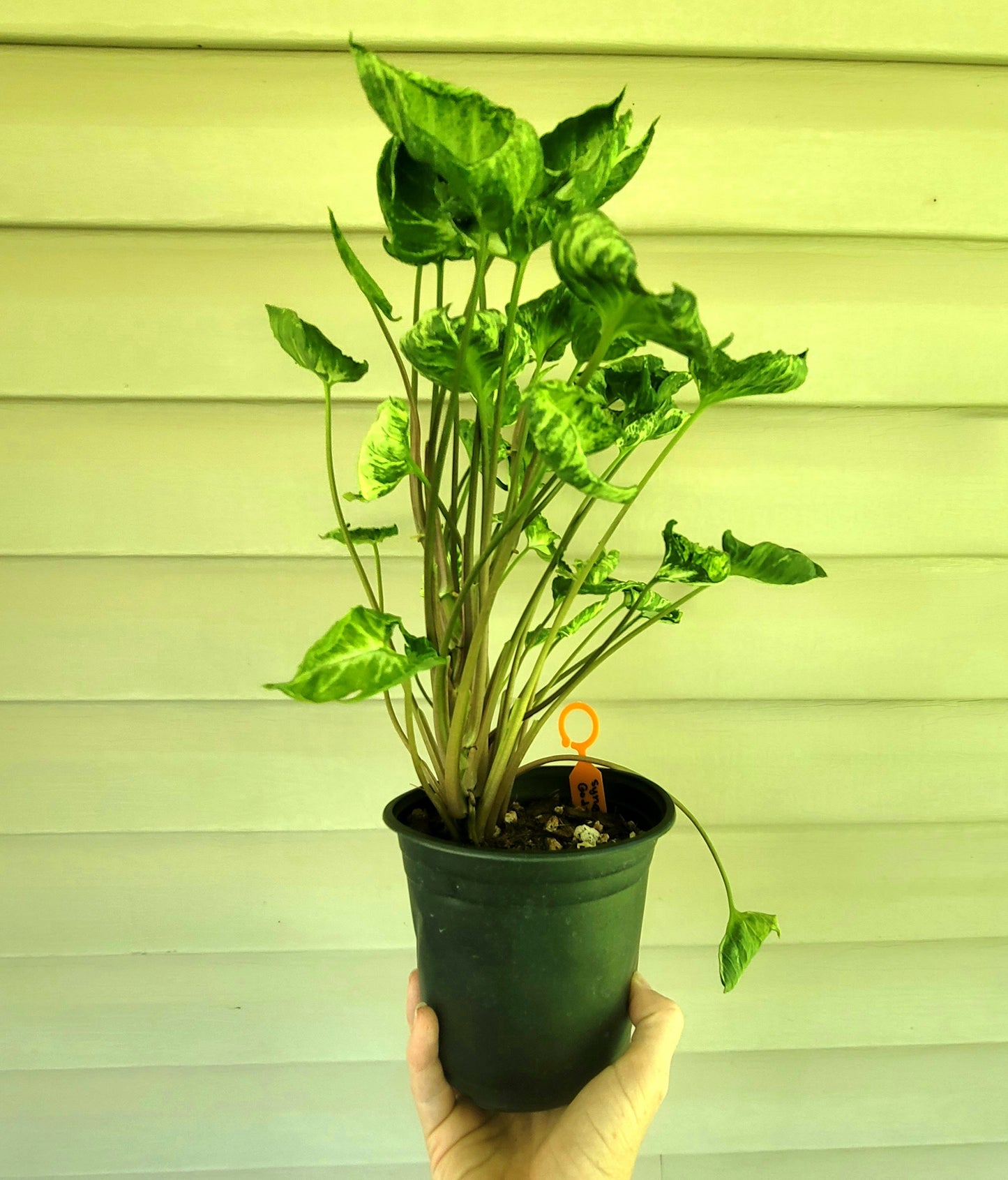 Syngonium Godzilla