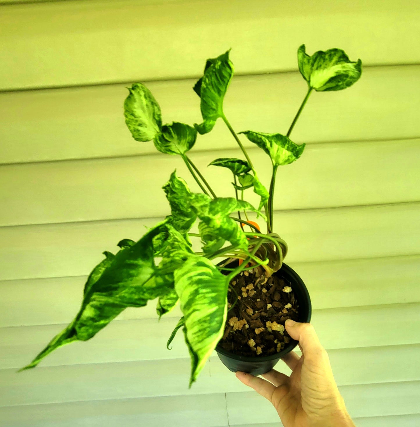 Syngonium Godzilla